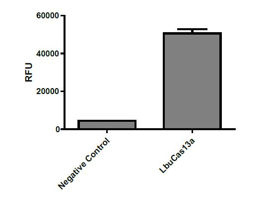 LbuCas13a nuclease activity was assayed using a fluorogenic substrate.